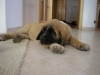Filename=060.JPG
Filesize=455KiB
Dimensions=1600x1200
Date added=%824 %01, %2007 060.JPG
