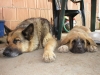 Filename=069.JPG
Filesize=404KiB
Dimensions=1600x1200
Date added=%851 %01, %2007 069.JPG