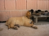 Filename=073.JPG
Filesize=398KiB
Dimensions=1600x1200
Date added=%850 %01, %2007 073.JPG