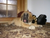 Filename=097.JPG
Filesize=396KiB
Dimensions=1600x1200
Date added=%847 %01, %2007 097.JPG
