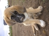 Filename=113.JPG
Filesize=385KiB
Dimensions=1600x1200
Date added=%844 %01, %2007 113.JPG