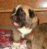 Filename=Zeus%2C14days.jpg
Filesize=54KiB
Dimensions=408x425
Date added=%008 %15, %2006 Zeus%2C14days.jpg
