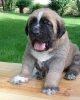 Filename=Zeus21days%2C.jpg
Filesize=45KiB
Dimensions=364x454
Date added=%012 %15, %2006 Zeus21days%2C.jpg