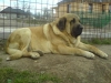 Filename=Zeus~0.JPG
Filesize=47KiB
Dimensions=576x432
Date added=%600 %08, %2008 Zeus~0.JPG