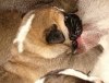 Filename=male%2C%2C.jpg
Filesize=66KiB
Dimensions=559x425
Date added=%005 %15, %2006 male%2C%2C.jpg