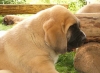 Filename=zeus%2C8weeks.jpg
Filesize=62KiB
Dimensions=582x425
Date added=%007 %15, %2006 zeus%2C8weeks.jpg