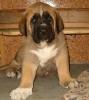 Filename=zeus5weeks%2C%2C.jpg
Filesize=38KiB
Dimensions=380x425
Date added=%009 %15, %2006 zeus5weeks%2C%2C.jpg