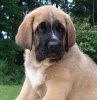 Filename=zeus7weeks%2C-.jpg
Filesize=54KiB
Dimensions=413x425
Date added=%011 %15, %2006 zeus7weeks%2C-.jpg