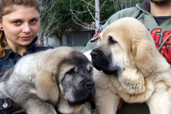 Danubio
Keywords: duelos puppy cachorro