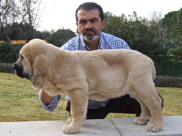 Danubio
Keywords: duelos puppy cachorro