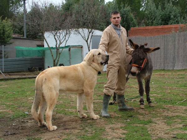 TIBET MASTIN DE CAMPO
Keywords: pet duelos