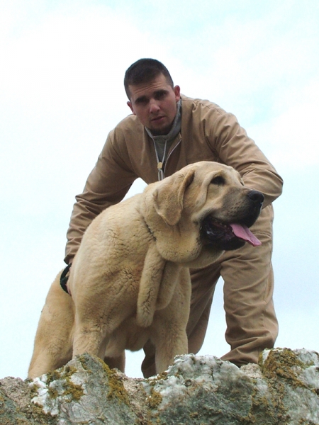 TIBET MASTIN DE CAMPO
Keywords: duelos