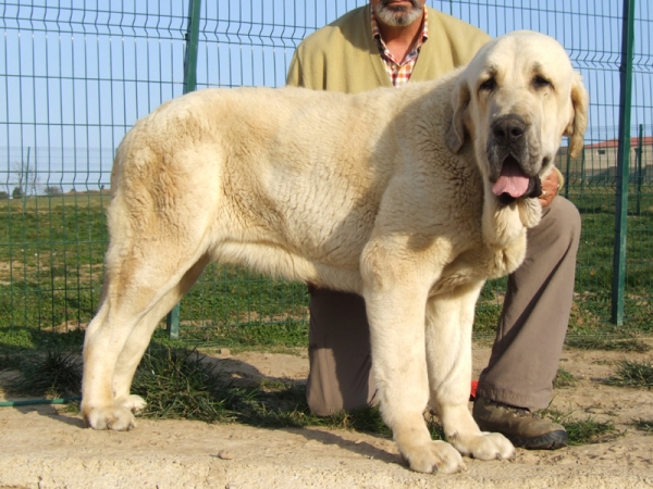 JOVEN MACHO DE 14 MESES
