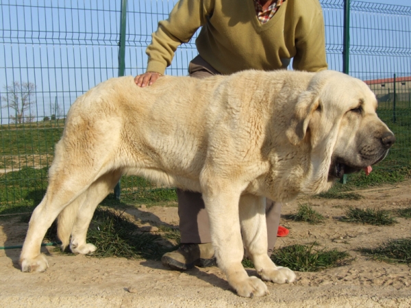 JOVEN MACHO DE 14 MESES
