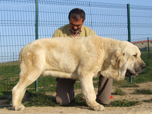 JOVEN MACHO DE 14 MESES
