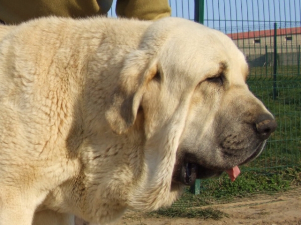 JOVEN MACHO DE 14 MESES
Keywords: duelos head portrait cabeza