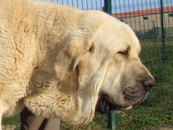 JOVEN MACHO DE 14 MESES
Keywords: duelos head portrait cabeza