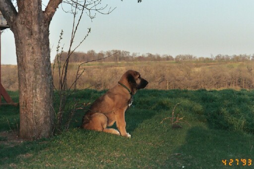 Isabelle (Caricia Tornado Erben) - 3 months old
Keywords: puppyczech puppy cachorro jordan