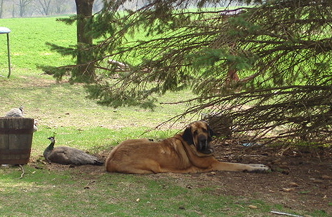 Isabelle (Caricia Tornado Erben)
Isabelle relaxing with a peahen  

Keywords: flock jordan