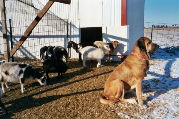 Isabelle (Caricia Tornado Erben) and her goats
Keywords: flock snow nieve jordan