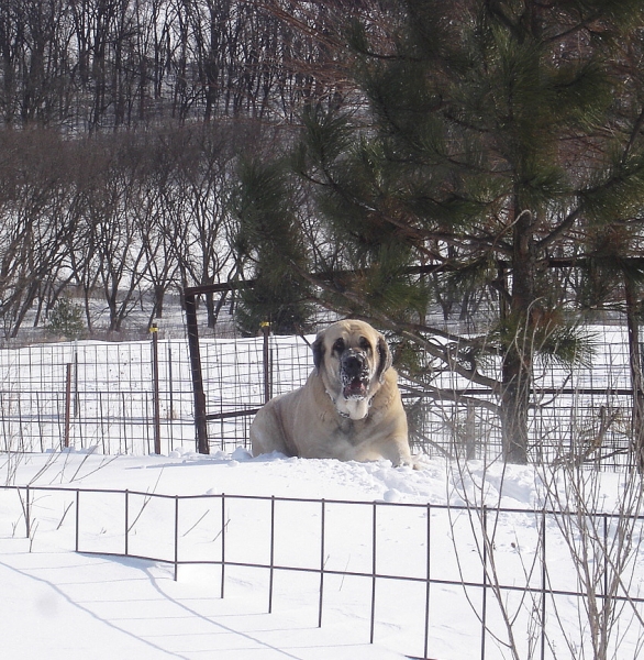 Aislinn
Breaking trails through the snow drifts
Keywords: jordan