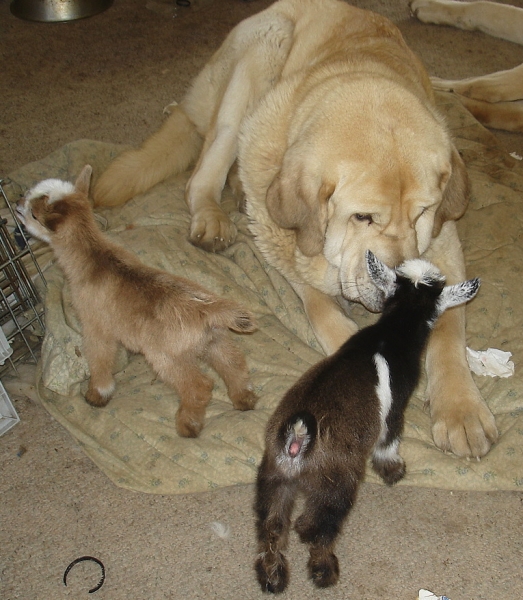 Brisa with her first new born goats.
She is wonderful with them!
Keywords: jordan