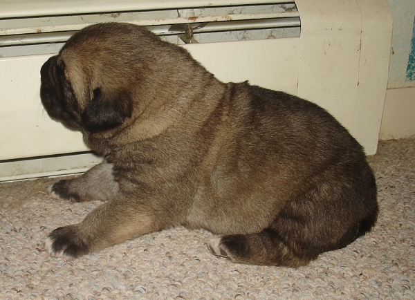 Cooper - 1 week old
Keywords: jordan puppyusa