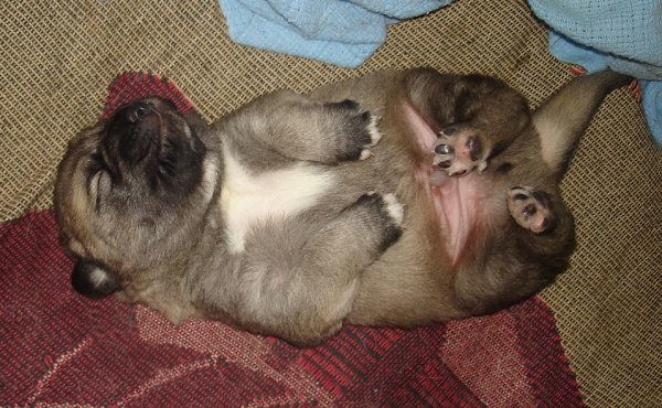 Cooper - 1 week old
Keywords: puppyusa jordan