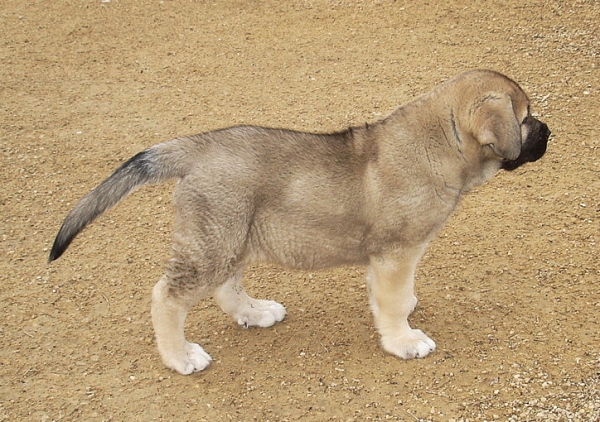 Cooper 8 weeks old
Keywords: jordan