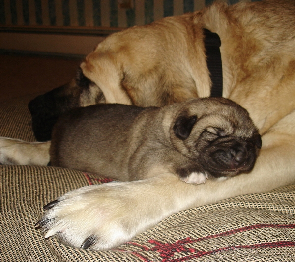 Cooper & Aislinn
1 week old
Kľúčové slová: puppyusa jordan