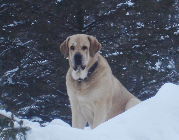 Delilah
Delilah is actually sitting in a tree that is buried in the snow!
Ključne reči: jordan