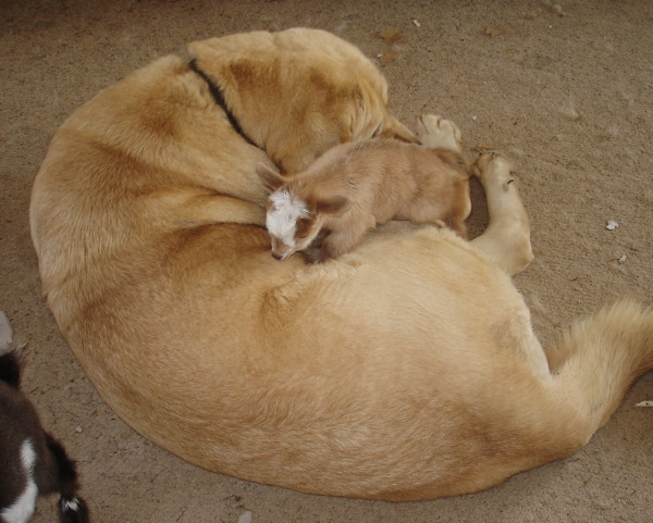 Delilah with her newest baby goat
Keywords: jordan