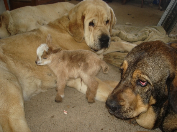 Delilah, Zoe and 12 hour old goat
Keywords: flock jordan