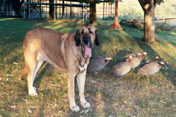 Isabelle (Caricia Tornado Erben) - 20 months old
Keywords: flock jordan