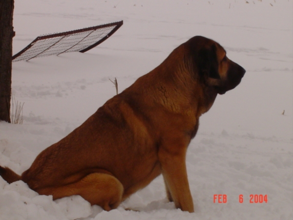 Isabelle (Caricia Tornado Erben)  - 1 year old
Keywords: snow nieve jordan