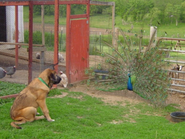 Isabelle (Caricia Tornado Erben) - 4 months old
Keywords: pet flock puppy cachorro jordan