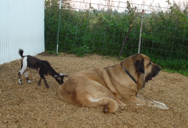 Isabelle (Caricia Tornado Erben) guarding the baby goat.
Keywords: flock pet jordan