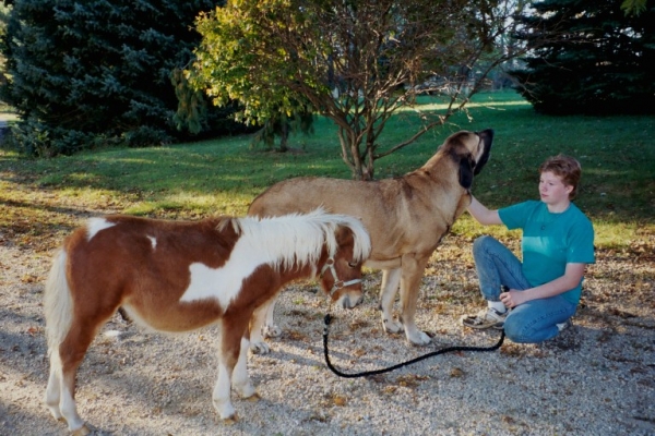 Isabelle (Caricia Tornado Erben)
with miniature horse  

Keywords: pet jordan