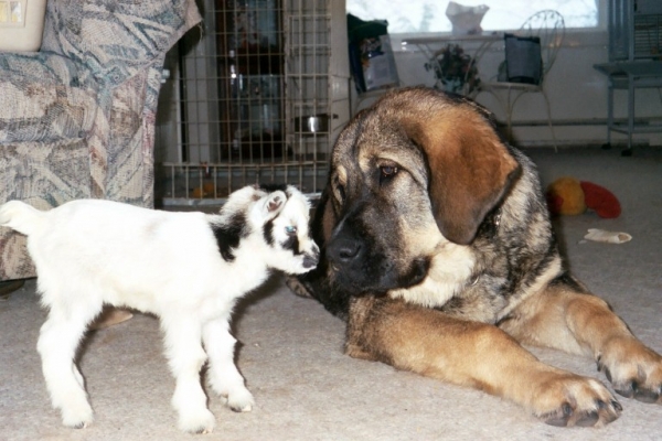 Moses de Babia  - (6 months) with newborn goat
 

Keywords: pet flock jordan