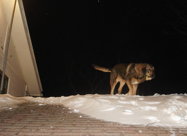 Zoe - enjoying this new game of climbing on the roof!
Keywords: jordan