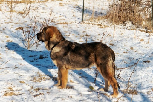 Moses de Babia - 17 weeks
CH Ulises de Babia X Rayas de los Zumbos  

Keywords: puppyspain puppy cachorro jordan