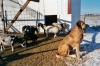 Filename=Isgoats1204%7E0.jpg
Filesize=187KiB
Dimensions=768x512
Date added=%456 %17, %2006 Isgoats1204%7E0.jpg