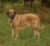 Filename=is915.jpg
Filesize=158KiB
Dimensions=426x393
Date added=%486 %17, %2006 is915.jpg