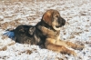 Filename=pup12250401%7E0.jpg
Filesize=161KiB
Dimensions=656x437
Date added=%466 %17, %2006 pup12250401%7E0.jpg