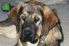 Filename=pupface122504.jpg
Filesize=45KiB
Dimensions=355x237
Date added=%458 %17, %2006 pupface122504.jpg