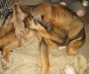 Filename=zoe_doeling032611.JPG
Filesize=483KiB
Dimensions=991x825
Date added=%261 %27, %2011 zoe_doeling032611.JPG
