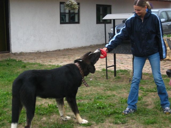 Naik like play
Naikons Lirs Favorits
Parents: Bas Magia Armagedon 22.12.2003 and Dorsdorf Agata 01.01.2003
