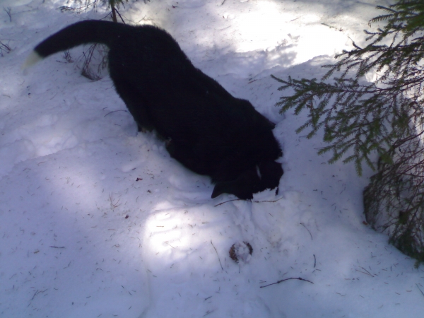 Naikons Lirs Favorits
Kľúčové slová: snow nieve