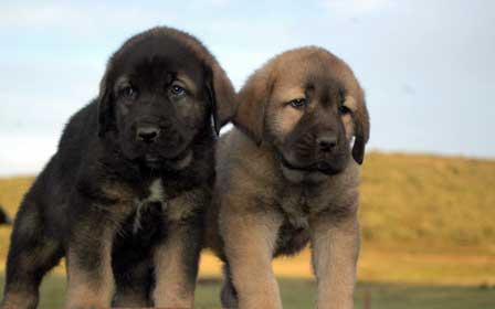 Cachorros de La Majada Los Robles
Keywords: puppyspain puppy cachorro majada