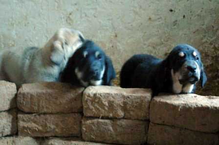 Cachorros
Tienen 50 Días pesan 15 Kilos
(Cantero de los Zumbos X Tormenta de Reciecho)
Keywords: majada